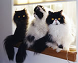 Max, Sundance, Socks