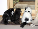 Max, Sundance, Socks looking out