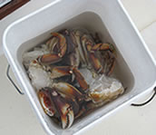 Crabs