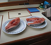Salmon